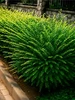Жимолость саженец Anna&Plants 497556747 купить за 383 ₽ в интернет‑магазине Wildberries